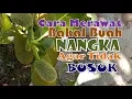 Download Lagu Cara Merawat Bakal Buah Nangka Agar Tidak Busuk