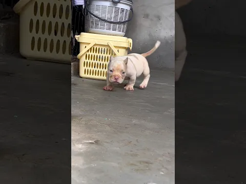 Ye bacha chla gya🐶 #minivlog #viral #pets #vlog #dog #americanbully #bullybreed
