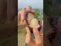 Download Lagu Buah pulasan asli kalimantan lebih manis dari rambutan #buahpulasan #pulasan
