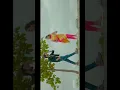 Download Lagu kanna antu kalisinave | private song Telugu | WhatsApp status Telugu | making video