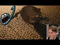 Jerma Streams - Tier Lists Part 12 Bug Edition
