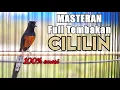 Download Lagu MURAI BATU GACOR ISIAN CILILIN INI 100% AMPUH LANGSUNG EMOSI IKUT BONGKAR MATERI