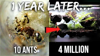 Download My Pet Fire Ant Colony 1 Year Later (Road to 4 Million) MP3