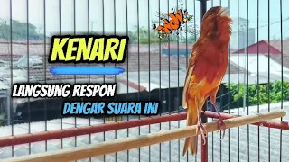 Download Suara Terapi Kenari Agar Cepat Gacor || Pancingan Kenari Gacor MP3