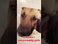 Download Lagu URGENT!! GSD/Belg Mal mix needs out!! Sacramento, CA
