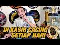 Download Lagu PAKAI VOER PREMIUM ATAU DI BERI CACING SETIAP HARI MP3