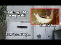 Download Lagu Pembesaran Pintu Masuk Burung Walet - RBW bagian bawah baru di buka 1 minggu