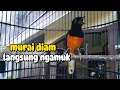 Download Lagu SUARA MURAI GACOR MANGGIL LAWAN COCOK UNTUK MURAI BAHAN AGAR CEPAT BUNYI DAN GACOR