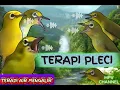 Lagu PLECI RIBUT KOLONI - TERAPI AIR MENGALIR