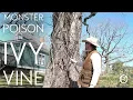 Remove Large Poison Ivy Vines