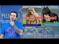 Can You breed Standard X Pocket American Bully Breeding