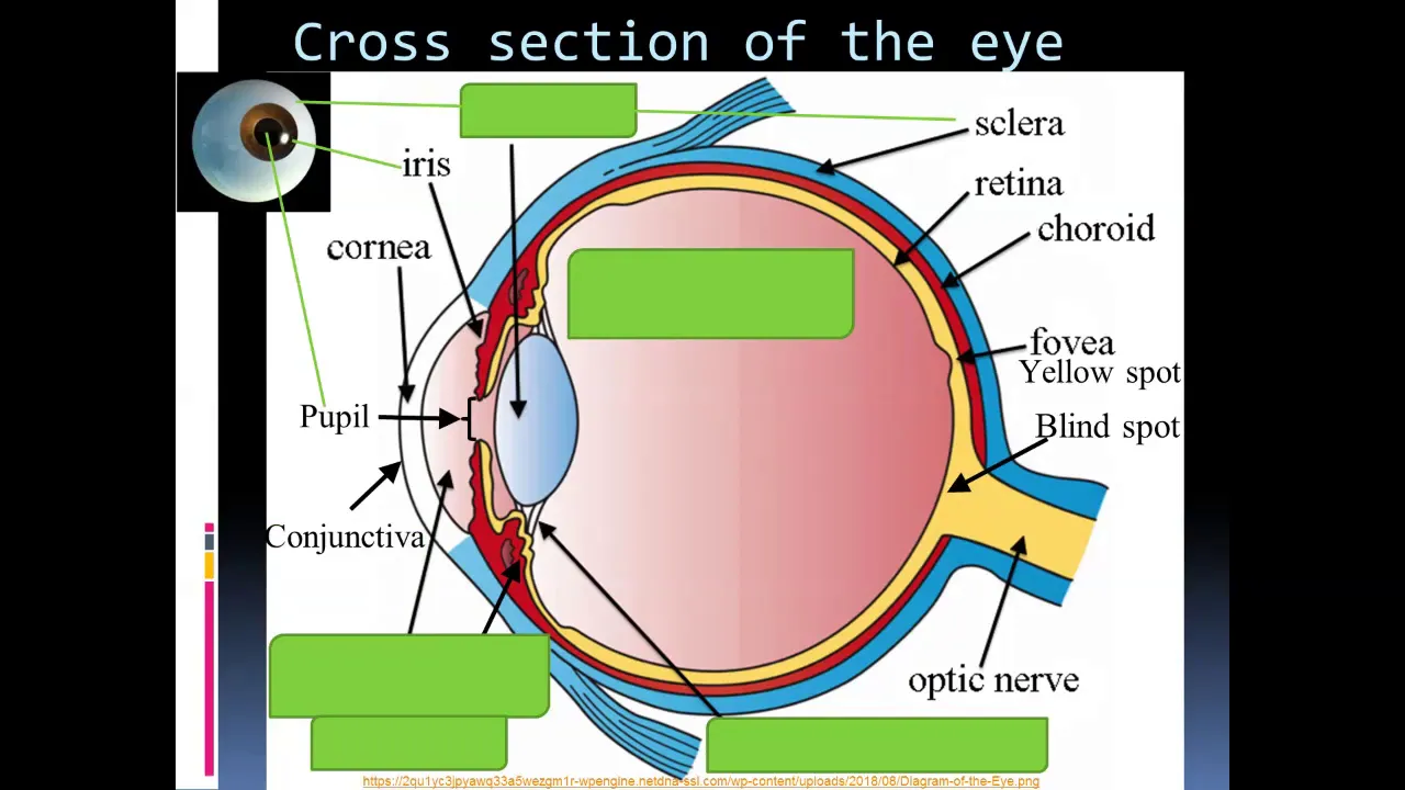 Nervous system 4 of 7 Binocular vision, Eye structure & function and accommodation