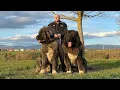 THE BIG ALPHA DOG WITH ONLY 10 MONTHS