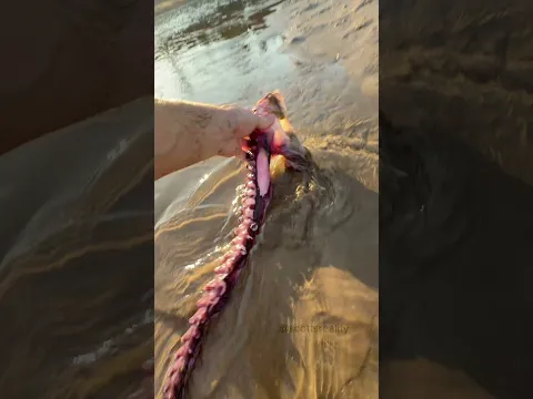 I Found an Octopus Arm in the Sand! 😳