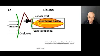 Audição aula 1 Transdução do estímulo
