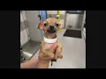 Pawsitive update on the abandoned puppies in Odessa