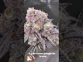 The Sweets By greenpointseeds7219