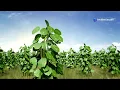 Plant Leaf Disease Detection AI Agent Deep Learning Project Demo