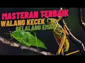 Download Lagu Masteran Belalang Emas sambung Walang Kecek - MASTERAN TERBAIK FULL TEMBAKAN !!