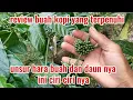 Lagu review kondisi buah kopi yang terpenuhi unsur hara buah dan daun nya