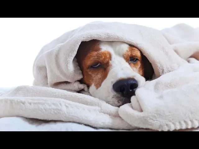 Outline Video How To Treat A Dog with A Cold