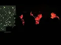 Beck - Lost Cause (Brooklyn Paramount 10/23/26)