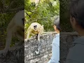 Download Lagu #viralvideo #funnymonkey #funny #monkey #cute
