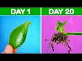 How to Propagate Jade Plant With Leaf Cuttings