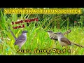 SUARA PIKAT BURUNG CIBLEK BANDEL SUSAH TURUN