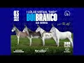 Download Lagu I LEILÃO VIRTUAL BABY BOI BRANCO DA SERRA | 03/08/2025 – 20H