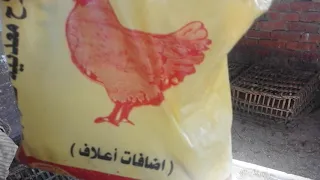 عايزه فراخك تبيض كتير تعالى اقولك تعملى ايه 