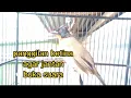 Download Lagu Suara kutilang emas betina jantan pasti respon@kicau raflesia 06