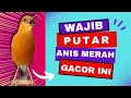 Download Lagu MACETAN PASTI NYAUT | ANIS MERAH GACOR INI 100% JITU UNTUK PANCINGAN ANIS MERAH MACET BIAR BUNYI | 5