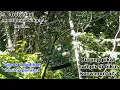 Download Lagu mikat cucak Rante / ranting,,burung pikat hampir kalah tarung..