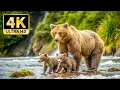 Download Lagu 4K Animal Kingdom Adventure 🌍 Calm Wildlife Moments with Soothing Music
