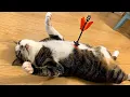Lagu When Your Cat Deserves an Oscar for Best Comedian 🏆😂 Funny Cat Videos