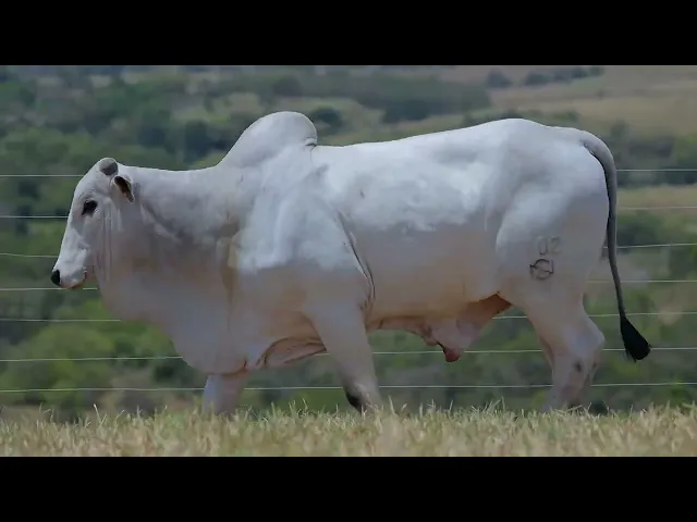 Touro Nelore SABZ - 102