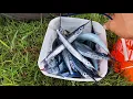 HARVEST! Halfbeak fish school spotted | Guam Fishing