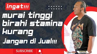 Download Murai tinggi birahi stamina kurang, JANGAN DI JUAL MURAH!!!! Perbaiki stamina bakal jadi CUAN,!!! MP3