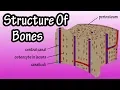 Structure Of Bone Tissue - Bone Structure Anatomy