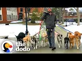 Professional Dog Walker Teaches Pack Of Dogs How To Perfectly Behave On Walks The Dodo