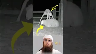 رأى الكلب المخلوق الغريب والمرعب يأخذ الغنمه المسكينه تصاميم عبارات حالات متابعه لايكي اكسبلاور 