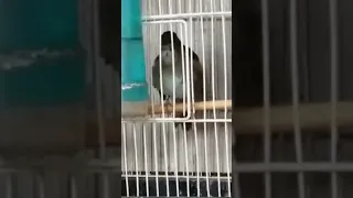 طائر العندليب يوبدع ليتكلم بصوت عالي 