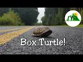 Box Turtles Everything You Need To Know