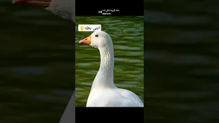 اغنيه حته كريزه ليكي لذه ادعمني باشتراك ولايك 