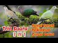 Download Lagu Suara Pikat Punai Tekukur Punai Tanah 100% Auto Ngumpul // 3 in 1 Sound Tahun 2022