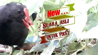 Download New - Suara Asli Mandar batu - Cocok Untuk Pikat MP3