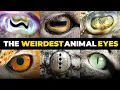Download Lagu Why Animal Eyes Look So Weird