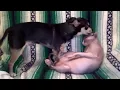 Sphynx Cats Sale in Indianapolis IN