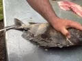 How to clean a Sheephead